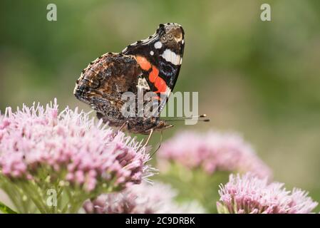 Unterseite eines roten Admiralschmetterlings (Vanessa atalanta), der sich an einer Hanf-Agrimonie ernährt Stockfoto