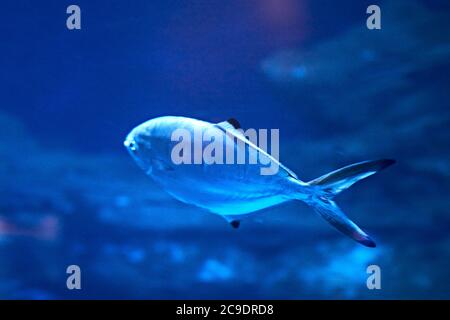 Seebarsch, Schwimmen im Meer hell, einsam, blau, Flosse Stockfoto