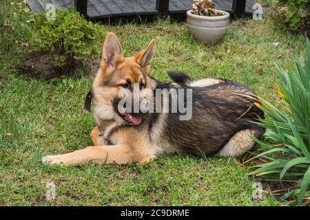 Shepherd Portrait. Ein süßer osteuropäischer Schäferhund. Stockfoto