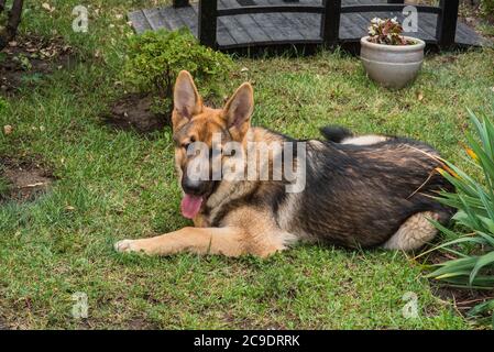 Shepherd Portrait. Ein süßer osteuropäischer Schäferhund. Stockfoto