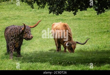 Lebensgroße Metallskulptur der Highland Long Horn Kuh neben einer echten Highland Kuh in einem Feld in Somerset, Großbritannien Stockfoto