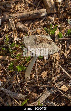 Pilze auf Spanholz verderben Haufen, Strukturen und Texturen in der Natur Stockfoto