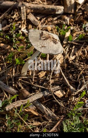 Pilze auf Spanholz verderben Haufen, Strukturen und Texturen in der Natur Stockfoto