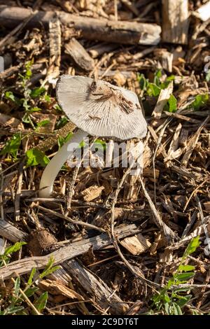 Pilze auf Spanholz verderben Haufen, Strukturen und Texturen in der Natur Stockfoto