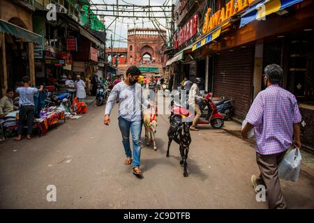 Ein muslimischer Mann geht mit zwei Ziegen zurück, die für das Festival gekauft wurden.Delhi bereitet sich auf Eid al-Adha vor während der covid-19 Periode, in der die indische Wirtschaft wegen der Sperre untergeht Jama Masjid bereitet soziale Distanzierungsmarken am Eingang des Marktes vor Eid al-Adha vor. Stockfoto