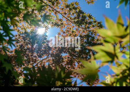 Die Sonne scheint durch ein Canope aus bunten Blättern und Baumzweigen in Upstate New York Stockfoto