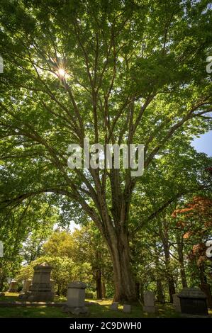 Die Sonne scheint durch die Blätter eines großen Baumes, der über Grabsteinen auf dem Sleepy Hollow Cemetery in Upstate NY thront Stockfoto