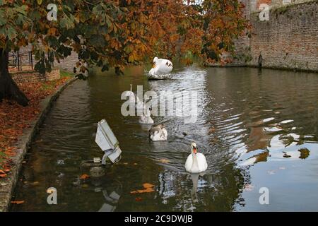 Einem Schwan folgt eine Reihe von Cygnets auf dem Graben am Bischofspalast in Wells Stockfoto