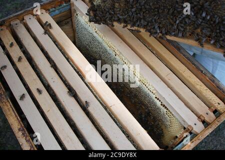 Nahaufnahme des Bienenvolkes, das auf dem Bienenstock mit Wabe kriecht. Biene kriecht aus der Wabe Stockfoto