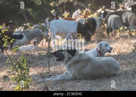 Ein Hundewacher und Herden kontrollieren Ziegen in den East Bay Hills. Stockfoto