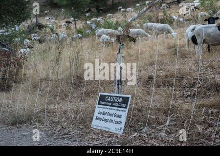 Ein Warnschild und Herde von Ziegen, die trockene Vegetation reinigen, um Brände zu verhindern. Stockfoto