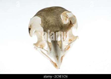 Der Schädel eines Rotschwanzhawks (Buteo jamaicensis), ein in Nordamerika verbreiteter Greifvogel. Mit dem Kopf gesehen. Stockfoto