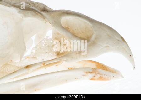 Das Makro eines Greifschädelschnabels speziell eines Rotschwanzhawks (Buteo jamaicensis) Stockfoto