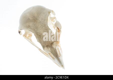 Der Schädel eines Rotschwanzfalken von oben gesehen. Stockfoto