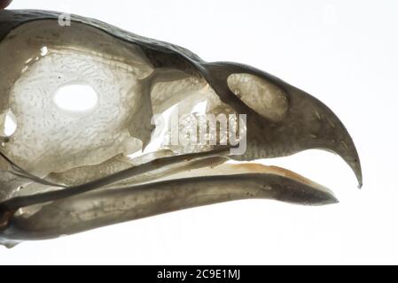 Der Schädel eines Rotschwanzhawks (Buteo jamaicensis), ein in Nordamerika verbreiteter Greifvogel. Stockfoto