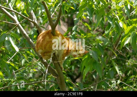 Orange Hauskatze stecken in Baum in Schwierigkeiten. Stockfoto