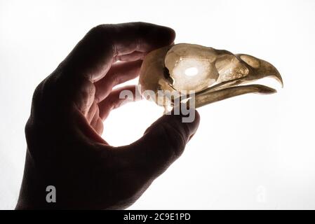 Eine Hand, die den Schädel eines Rotschwanzhawks (Buteo jamaicensis) hält, ein gewöhnlicher Raubvogel Nordamerikas. Stockfoto