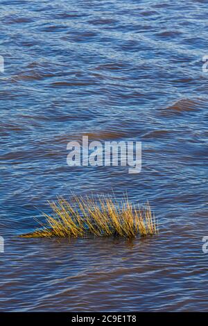 Abstraktes Bild von Schilf und gewelltem Wasser entlang der Steveston-Uferpromenade in British Columbia Stockfoto