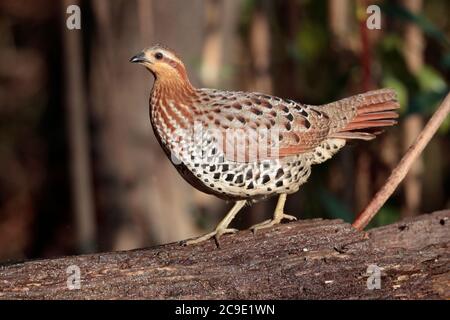 Mountain Bamboo-Partridge (Bambusicola fytchii), wild, aber angezogen zu 'Teich', Jailigong Shan, Südwesten Yunnan, China 2. Januar 2019 Stockfoto