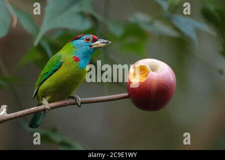 Blaukehlige Barbet (Meglaima asiatica), auf einem Ast thront, mit Apfel 'gefegt', Jailigong Shan, Südwesten Yunnan, China 2. Januar 2019 Stockfoto