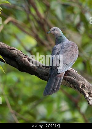 Barred Cuckoo-Dove (Macropygia unchall), Jailigong Shan, Südwesten Yunnan, China 31. Dezember 2018 Stockfoto