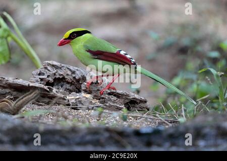 Gemeine grüne Elster (Cissa chinensis), Seitenansicht, 'Hornbill Valley', - wilder Vogel, aber angezogen von Futtergebiet - Yingjiang County, Südwesten Yunnan, Stockfoto