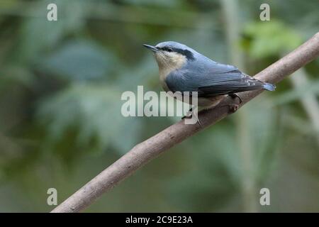 Kastanien-belüftete Nuthatch (Sitta nagaensis) dorsale Ansicht, thront auf Zweig, Jailigong Shan, Südwesten Yunnan, China Jan 2019 Stockfoto