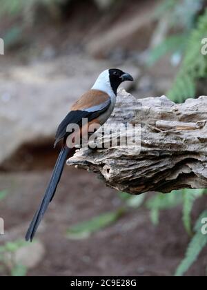 Collared Treepie (Dendrocitta frontalis) Seitenansicht, wilder Vogel, aber angezogen von Futtergebiet - Yingjiang County, Südwesten Yunnan, China Dez 2018 Stockfoto