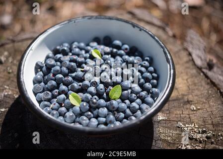 Frische, wilde Heidelbeeren, nur im Wald abgeholt. Selektiver Fokus, geringe Schärfentiefe, Nahaufnahme einer Schüssel mit Beeren auf dem Stumpf. Stockfoto