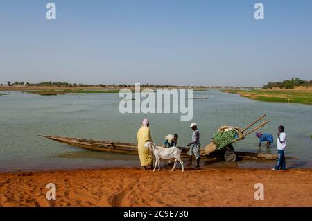 Schafe werden auf einem Pirogue (Kanu) gesetzt, um den Bani-Fluss in der Nähe von Djenne, einer Stadt in der Sahelzone in Zentral-Mali zu überqueren. Stockfoto