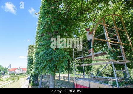 30. Juli 2020, Sachsen-Anhalt, Hundisburg: Landschaftsgärtner Andy Ladwig schneidet mit einer Holzschablone die Bäume einer Lindenallee im Garten von Schloss Hundisburg zurück. Die ersten Gebäude der Burg Hundisburg wurden bereits im 12. Jahrhundert errichtet. 1452 erwarb die Familie von Alvensleben die Anlage. Johann Friedrich von Alvensleben ließ die Hundisburg Ende des 17. Jahrhunderts in ein Barockschloss umbauen und den Barockgarten des Braunschweiger Landesarchitekten Hermann Korb errichten. Schloss Hundisburg und der Barockgarten sind Teil des Netzwerkes 'Garden Dreams - Hi Stockfoto