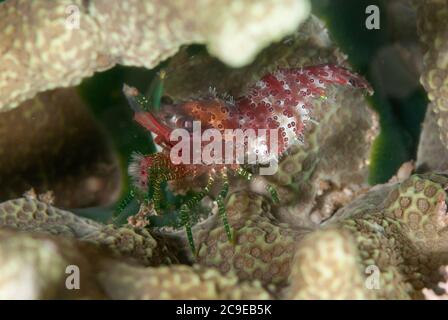 Marmorierte Garnelen, Saron sp, Nachttauchgang, Minahasa Lagoon House Reef Tauchplatz, Manado, Sulawesi, Indonesien, Pazifischer Ozean Stockfoto