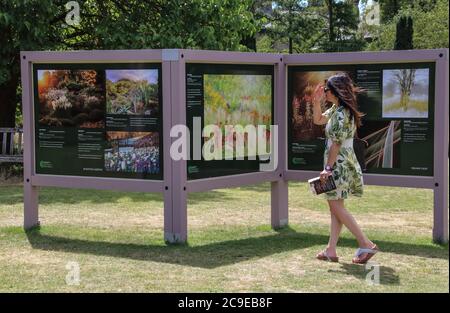 Cambridge, Großbritannien. Juli 2020. Eine Dame mit Sonnenbrille und farbenfrohem Kleid schaut auf eine Vitafel in einem Park. Die Menschen entspannen sich während des warmen Sommerwetters, da die Temperatur in England voraussichtlich bis zum Wochenende 30 Grad Celsius erreichen wird. Kredit: SOPA Images Limited/Alamy Live Nachrichten Stockfoto