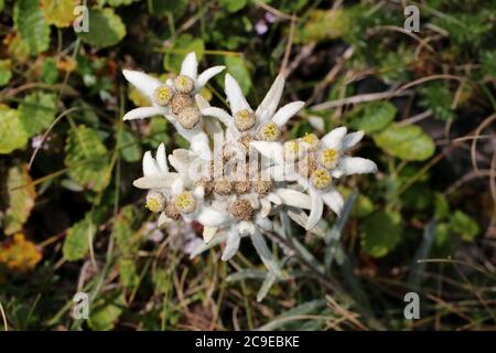 Leontopodium nivale subsp. Alpinum, Leontopodium alpinum, Edelweiss. Wildpflanze im Sommer erschossen. Stockfoto