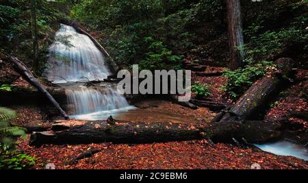 Golden Cascade Falls im Big Basin Redwoods State Park Stockfoto