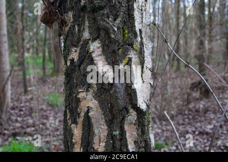 Silberne Birke (Betula pendula). Sehenswürdigkeiten im Wald: Bäume; Rinde; Wurzeln; Textur. Stockfoto