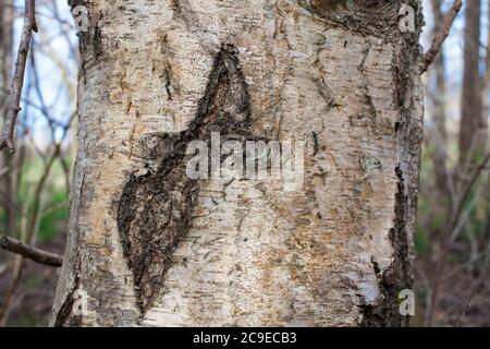 Silberne Birke (Betula pendula). Sehenswürdigkeiten im Wald: Bäume; Rinde; Wurzeln; Textur. Stockfoto