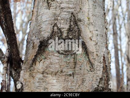 Silberne Birke (Betula pendula). Sehenswürdigkeiten im Wald: Bäume; Rinde; Wurzeln; Textur. Stockfoto