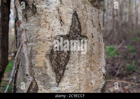 Silberne Birke (Betula pendula). Sehenswürdigkeiten im Wald: Bäume; Rinde; Wurzeln; Textur. Stockfoto