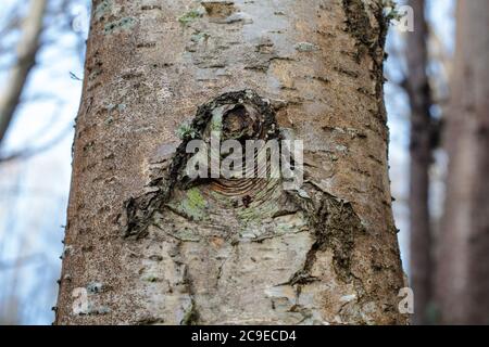 Silberne Birke (Betula pendula). Sehenswürdigkeiten im Wald: Bäume; Rinde; Wurzeln; Textur. Stockfoto