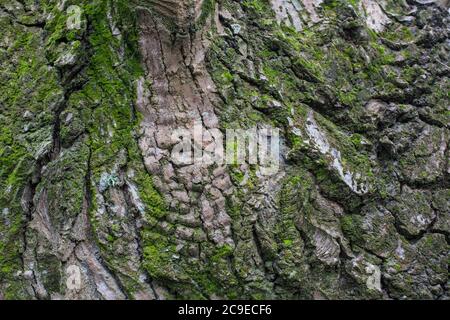 Ein Blick auf das Leben in Neuseeland: Waldgebiete Sehenswürdigkeiten: Bäume; Rinde; Wurzeln; Textur. Stockfoto