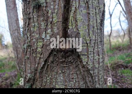 Sehenswürdigkeiten im Wald: Bäume; Rinde; Wurzeln; Textur. Stockfoto