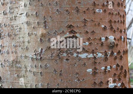 Weiße Pappel (Populus alba) markantes Rautenmuster auf der Rinde. Sehenswürdigkeiten im Wald: Bäume; Rinde; Wurzeln; Textur. Stockfoto