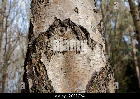 Silberne Birke (Betula pendula). Sehenswürdigkeiten im Wald: Bäume; Rinde; Wurzeln; Textur. Stockfoto