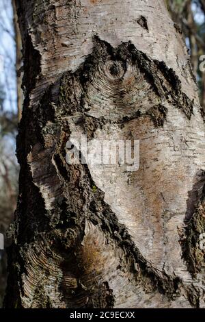Silberne Birke (Betula pendula). Sehenswürdigkeiten im Wald: Bäume; Rinde; Wurzeln; Textur. Stockfoto