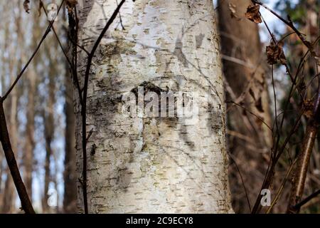 Silberne Birke (Betula pendula). Sehenswürdigkeiten im Wald: Bäume; Rinde; Wurzeln; Textur. Stockfoto