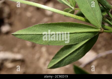 Trifolium pannonicum, ungarischer Klee. Wildpflanze im Sommer erschossen. Stockfoto