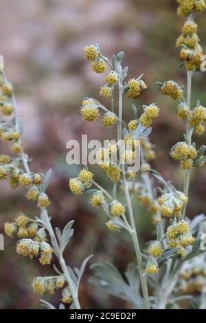 Artemisia absinthium, gewöhnlicher Wermut. Wildpflanze im Sommer erschossen. Stockfoto