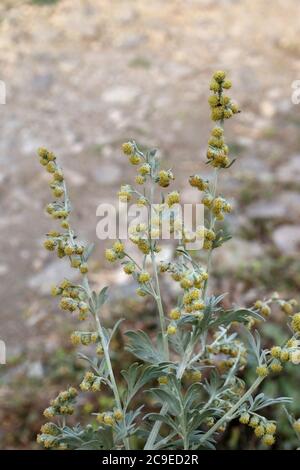 Artemisia absinthium, gewöhnlicher Wermut. Wildpflanze im Sommer erschossen. Stockfoto