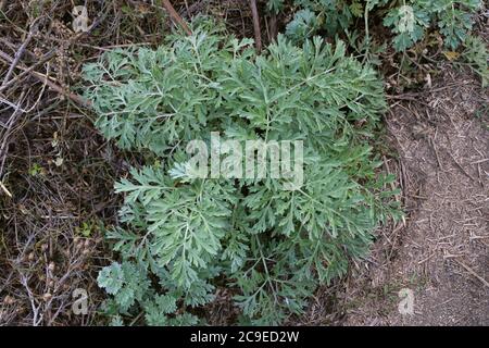 Artemisia absinthium, gewöhnlicher Wermut. Wildpflanze im Sommer erschossen. Stockfoto